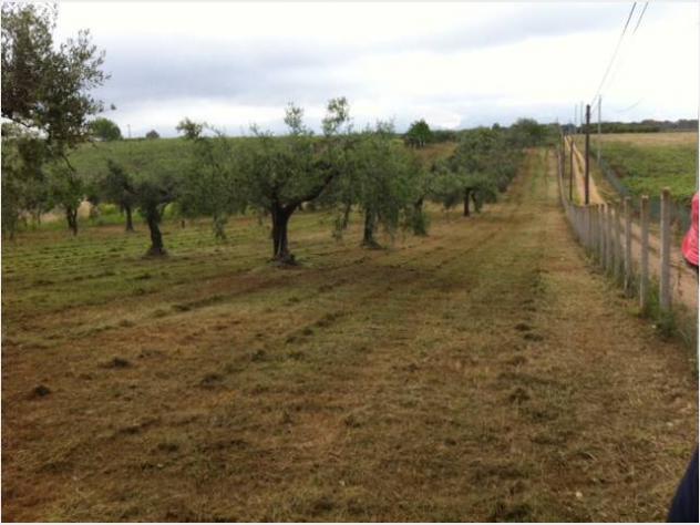terreno agricolo in vendita a Cisterna di Latina in zona Castel Ginnetti