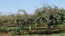 terreno agricolo in vendita a Cisterna di Latina