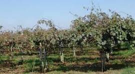 terreno agricolo in vendita a Cisterna di Latina