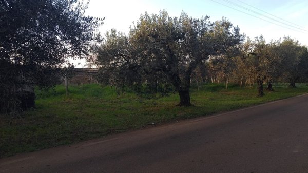 terreno agricolo in vendita a Cisterna di Latina
