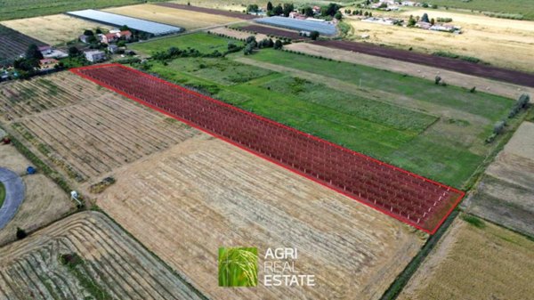 terreno agricolo in vendita a Cisterna di Latina in zona Borgo Flora
