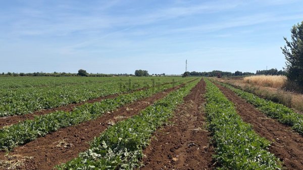 terreno edificabile in vendita a Cisterna di Latina