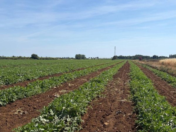 terreno agricolo in vendita a Cisterna di Latina