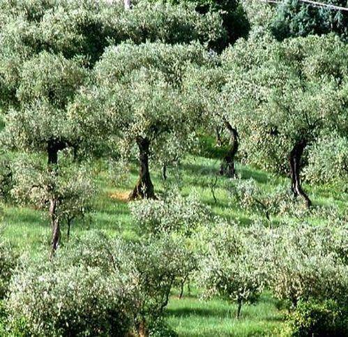 terreno agricolo in vendita a Cori in zona Giulianello