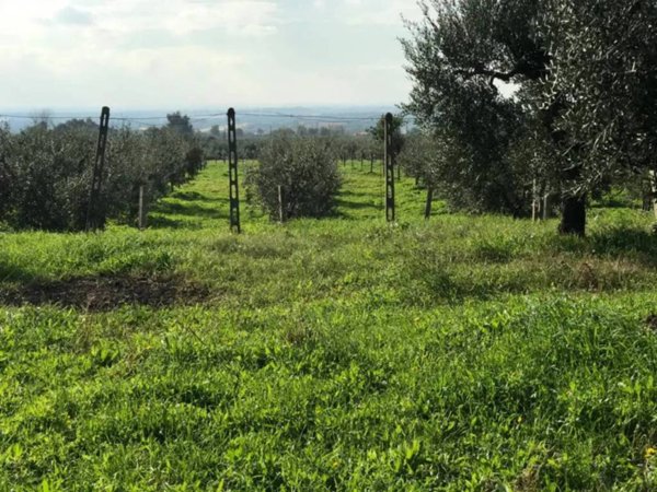 terreno agricolo in vendita a Cori