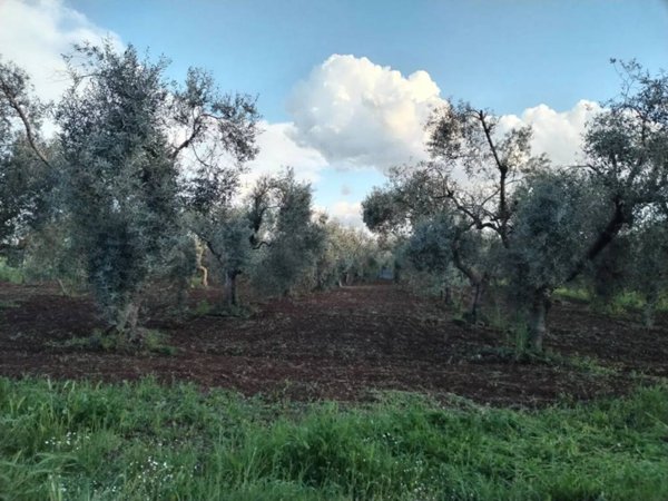 terreno agricolo in vendita a Cori