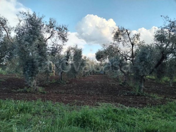 terreno agricolo in vendita a Cori