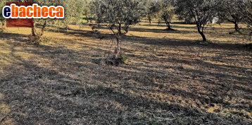 terreno agricolo in vendita a Cori