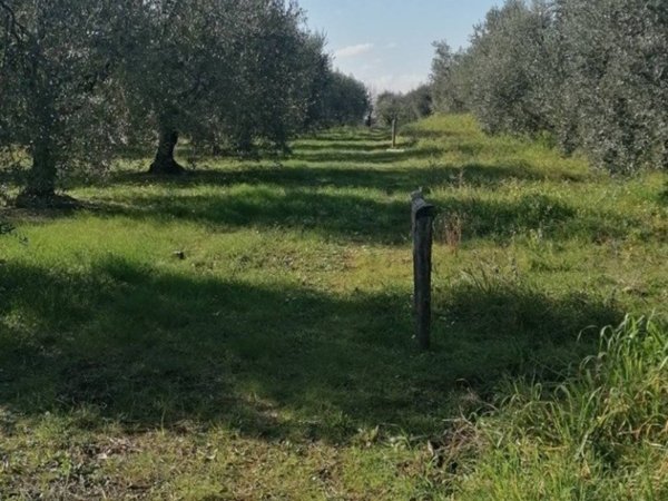 terreno agricolo in vendita a Cori