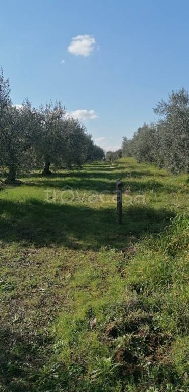 terreno agricolo in vendita a Cori