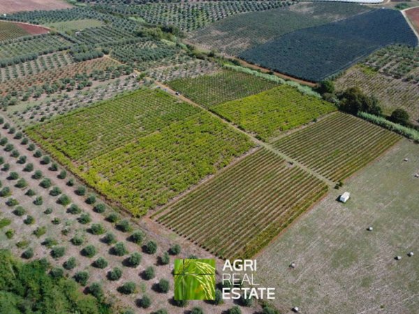 terreno agricolo in vendita a Cori