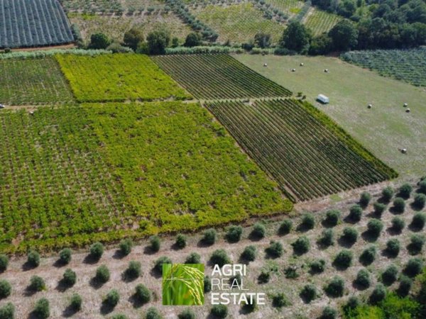 terreno agricolo in vendita a Cori