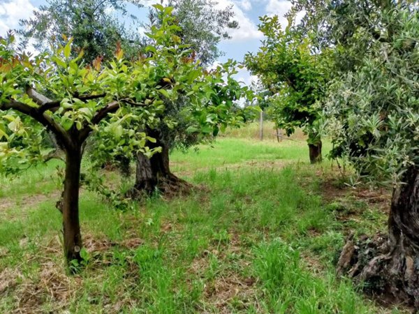 terreno agricolo in vendita a Cori