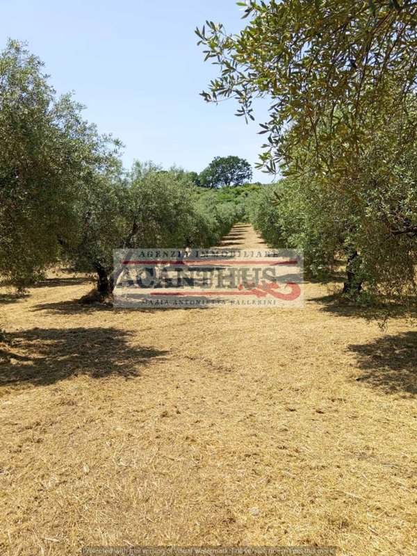 terreno agricolo in vendita a Cori