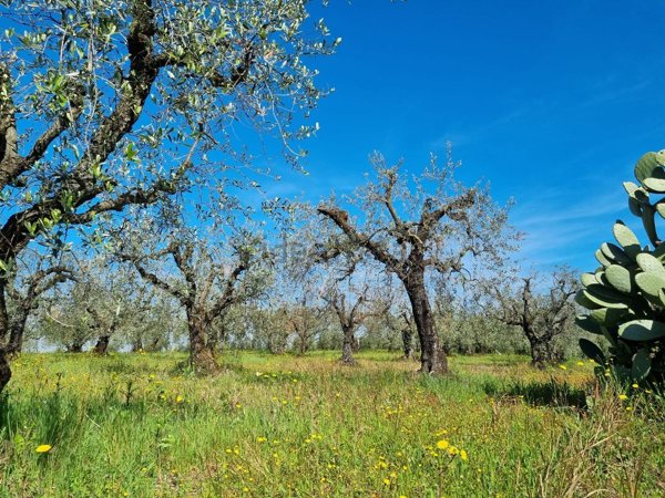 terreno agricolo in vendita a Cori