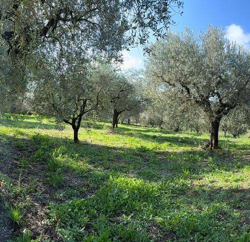 terreno agricolo in vendita a Cori