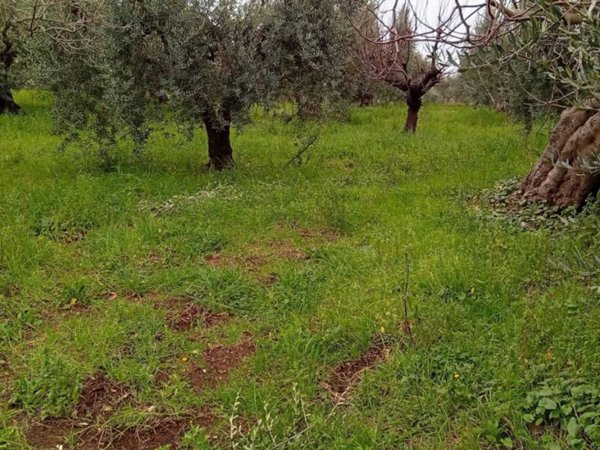 terreno agricolo in vendita a Cori