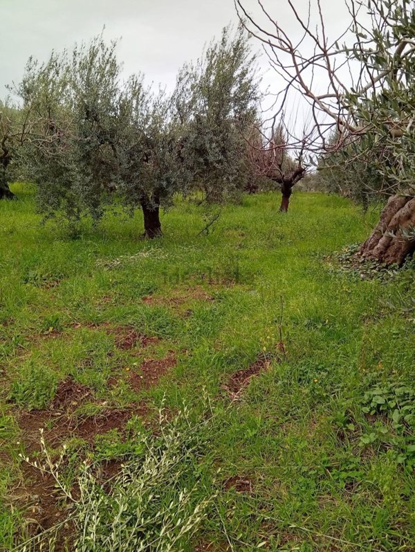 terreno agricolo in vendita a Cori