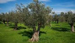 terreno agricolo in vendita a Cori