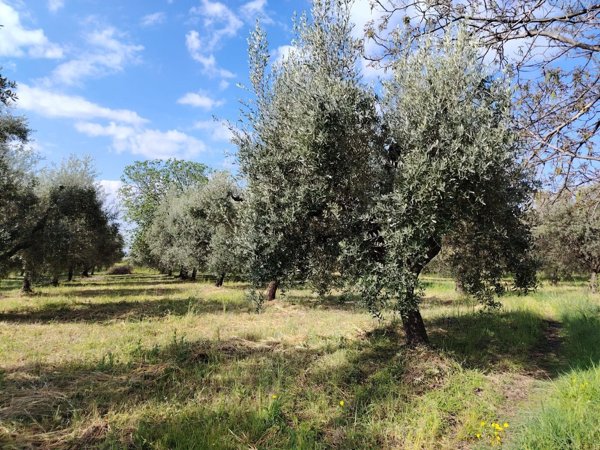 terreno agricolo in vendita a Cori