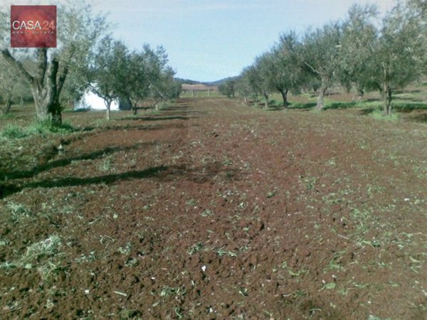 terreno agricolo in vendita a Cori in zona Giulianello