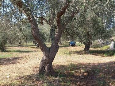 terreno agricolo in vendita a Cori in zona Giulianello