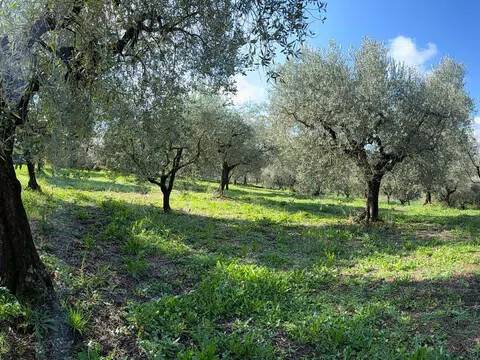terreno in vendita a Cori in zona Giulianello