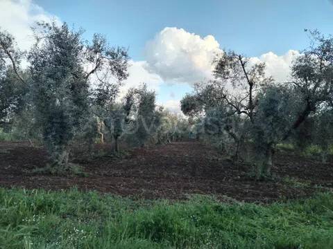 terreno in vendita a Cori in zona Giulianello
