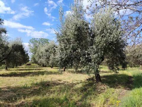terreno in vendita a Cori in zona Giulianello
