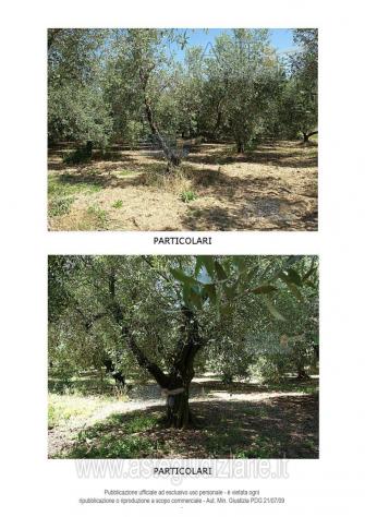 terreno agricolo in vendita a Fondi