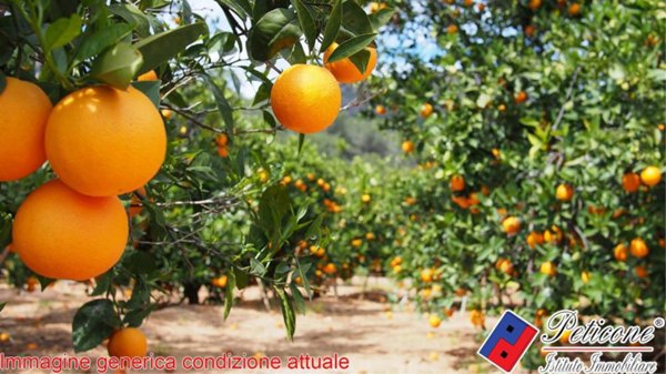 terreno agricolo in vendita a Fondi in zona San Raffaele