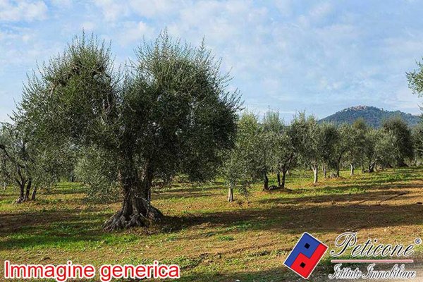 terreno agricolo in vendita a Fondi in zona San Raffaele