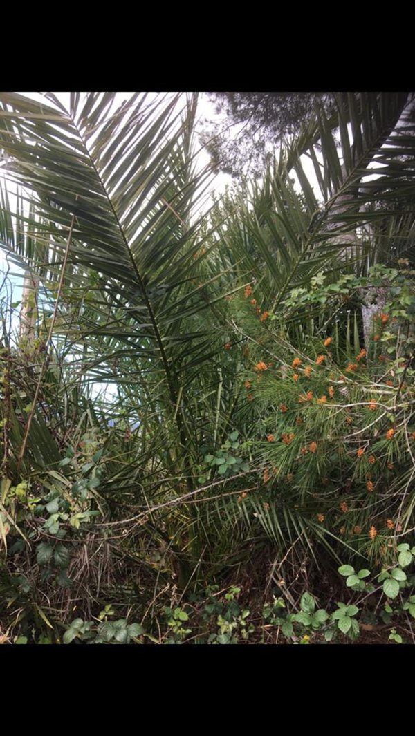 terreno agricolo in vendita a Fondi