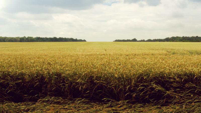 terreno agricolo in vendita a Fondi in zona Fasana