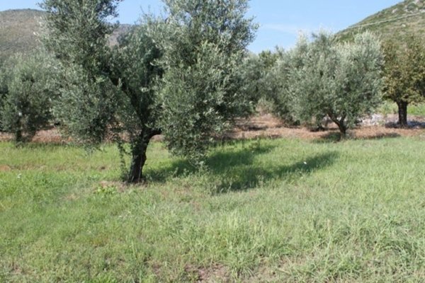 terreno in vendita a Fondi