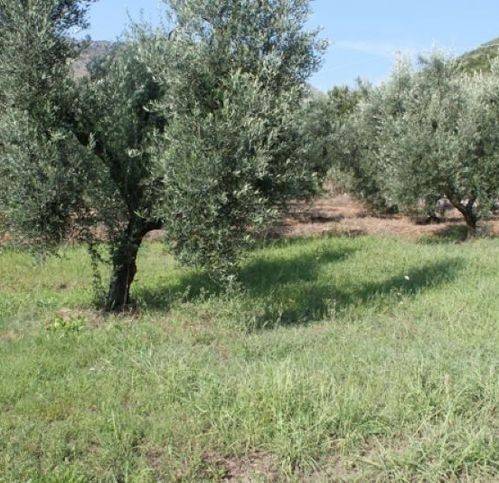 terreno in vendita a Fondi