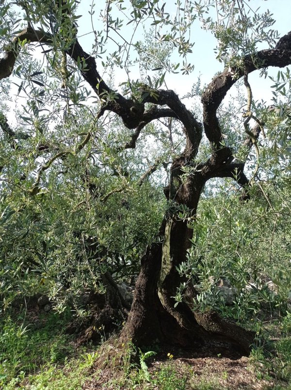 terreno agricolo in vendita a Formia in zona Castellonorato