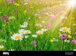 terreno agricolo in vendita a Gaeta