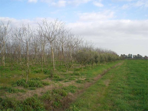 terreno agricolo in vendita a Latina in zona Borgo Carso