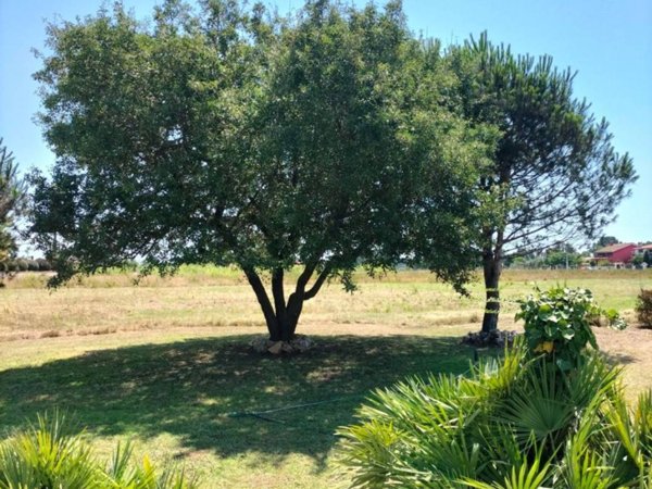 terreno agricolo in vendita a Latina in zona Borgo Piave