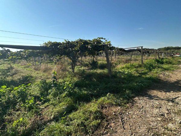terreno agricolo in vendita a Latina in zona Acciarella