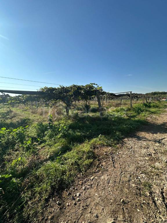 terreno agricolo in vendita a Latina in zona Borgo Montello