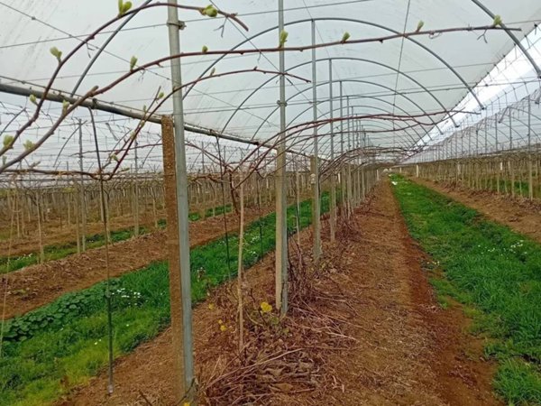 terreno agricolo in vendita a Latina in zona Acciarella