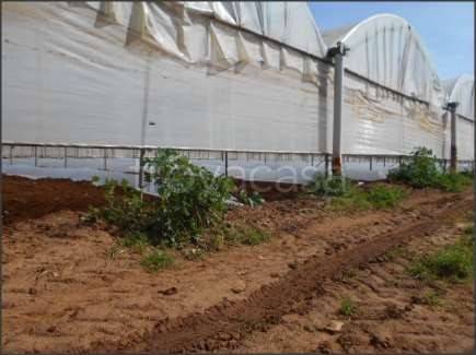 terreno agricolo in vendita a Latina