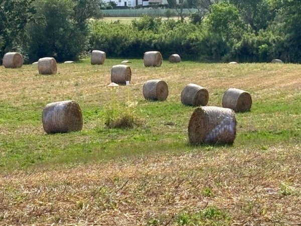 terreno agricolo in vendita a Latina in zona Borgo Isonzo