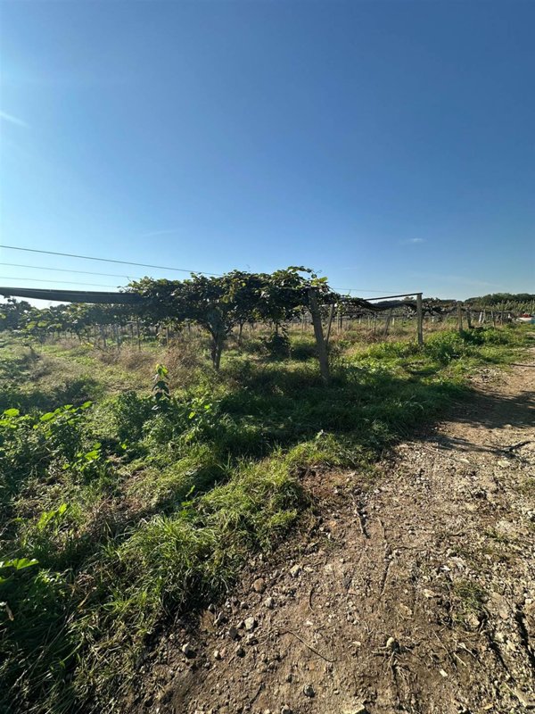 azienda agricola in vendita a Latina in zona Borgo Montello