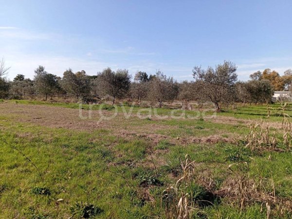 terreno agricolo in vendita a Latina in zona Borgo San Michele