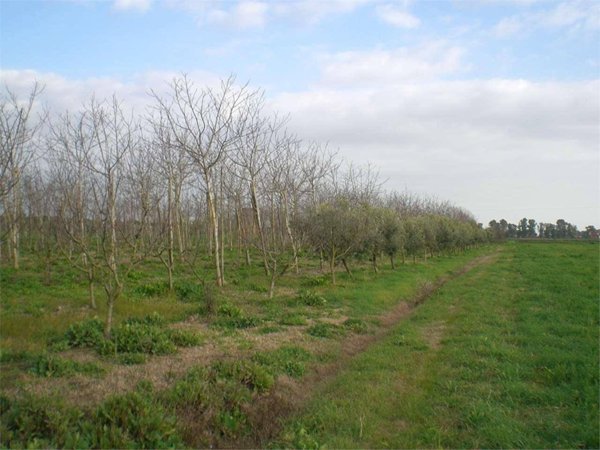 terreno agricolo in vendita a Latina in zona Latina Scalo