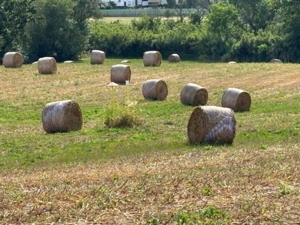 terreno agricolo in vendita a Latina in zona Borgo Isonzo