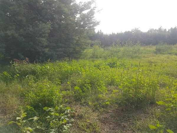 terreno agricolo in vendita a Latina in zona Borgo Santa Maria
